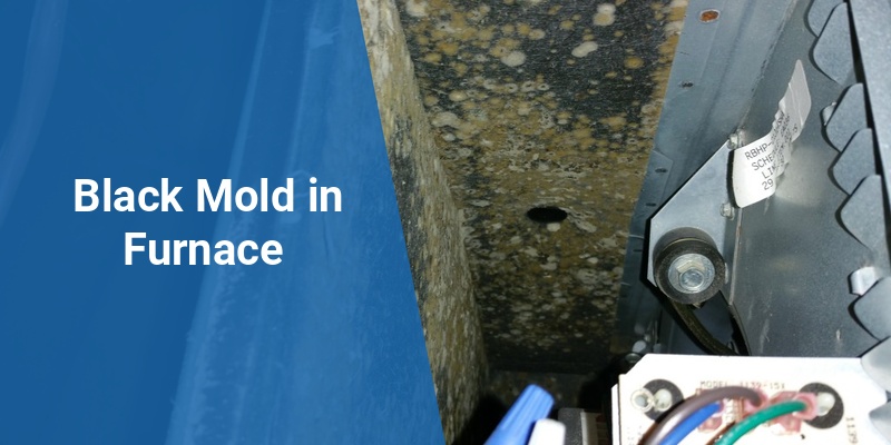 black mold in furnace
